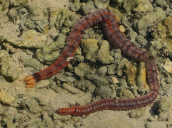  Opheodesoma spectabilis (Red-ring Worm Cucumber)